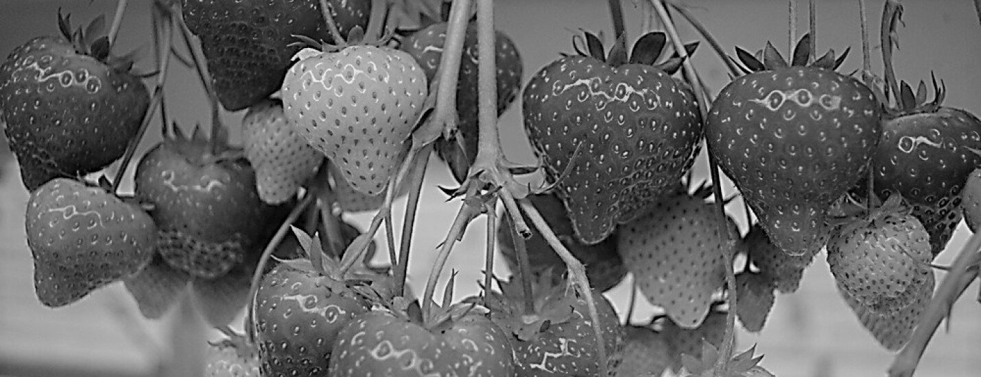 Brookberries & Dings Aardbeien