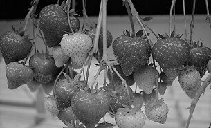 Brookberries & Dings Aardbeien